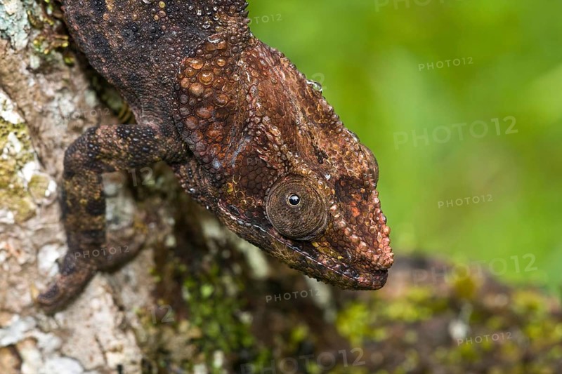Short-horned chameleon