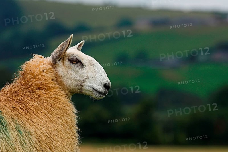 Domestic Sheep
