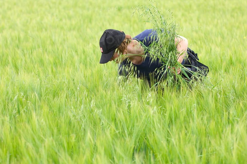 Farmer pulling wild oat