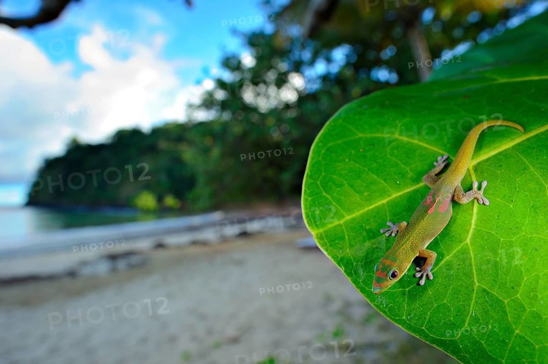 Madagascar day madagascar giant day gecko