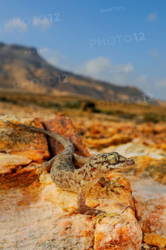Socotra Leaf-toed Gecko