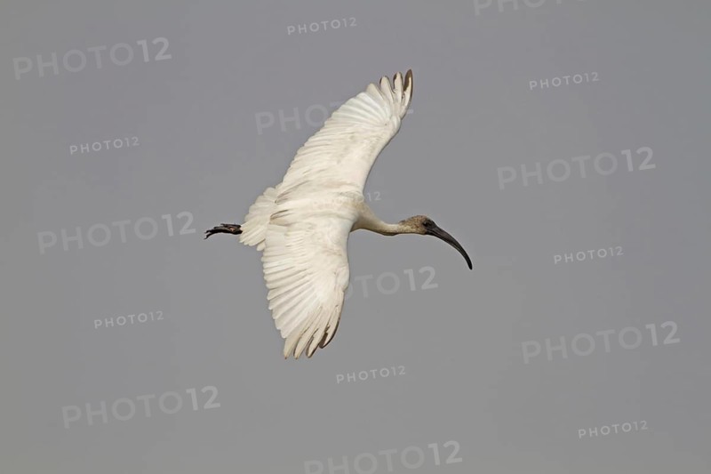 Black-headed ibis