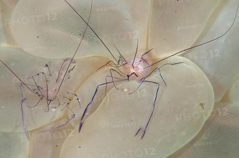 Commensal Shrimp