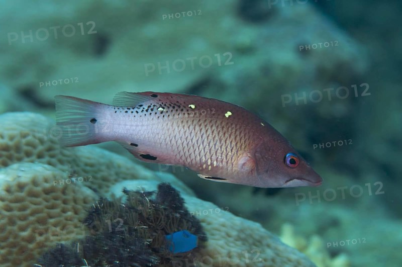 Diana's Wrasse
