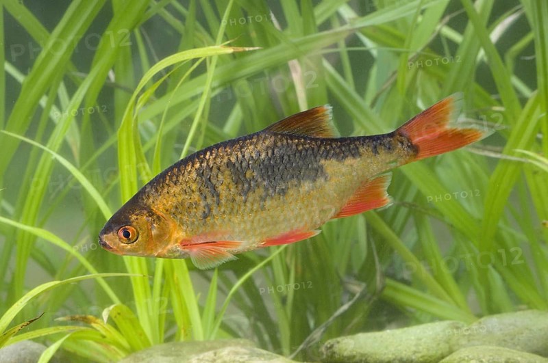 Common Rudd