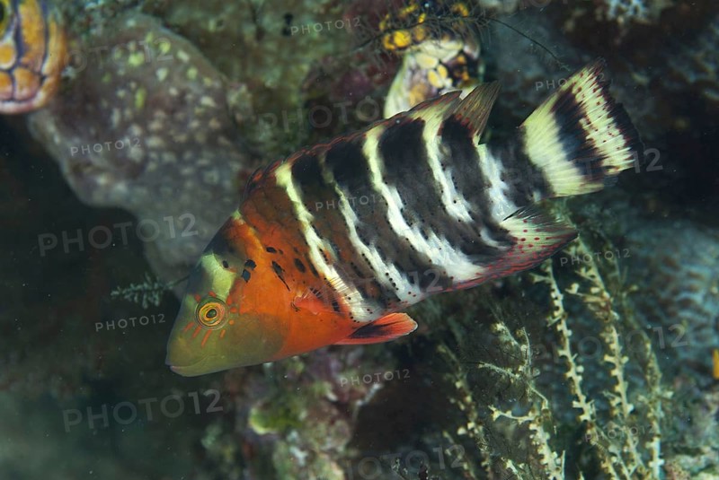 Redbreasted wrasses