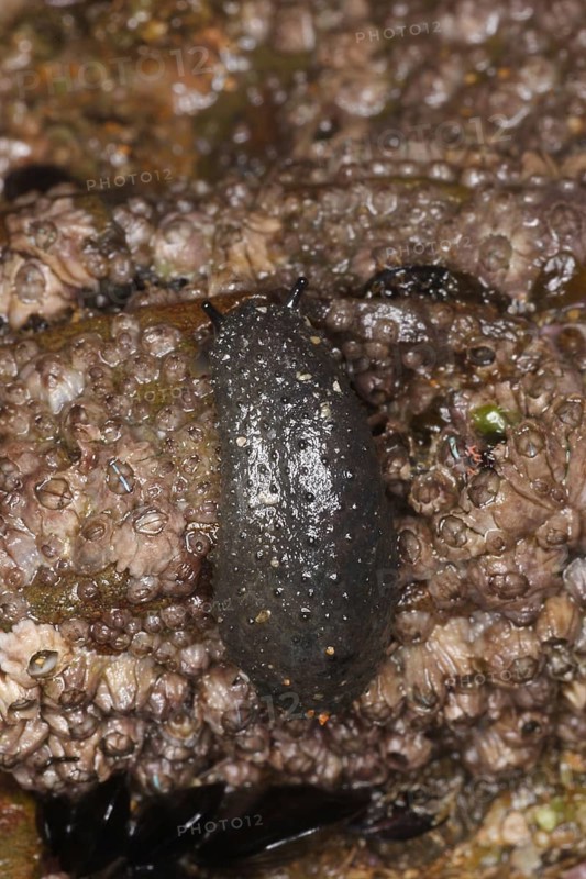 Celtic Seaslug