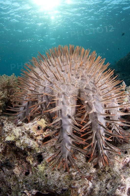 Crown-of-thorns Starfish