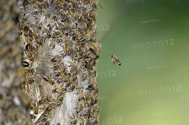 Swarm of honey bee