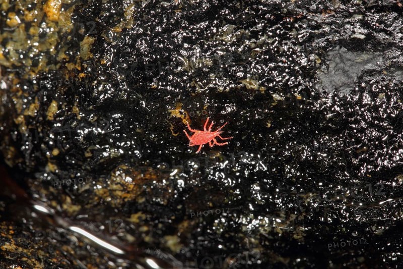 Red snout mite