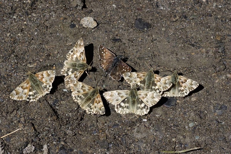 Marbled marbled skipper