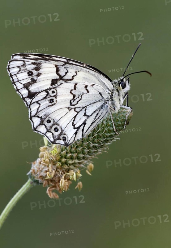 Balkan marbled white