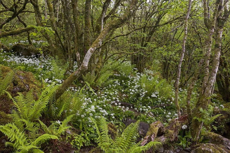 Ramsons