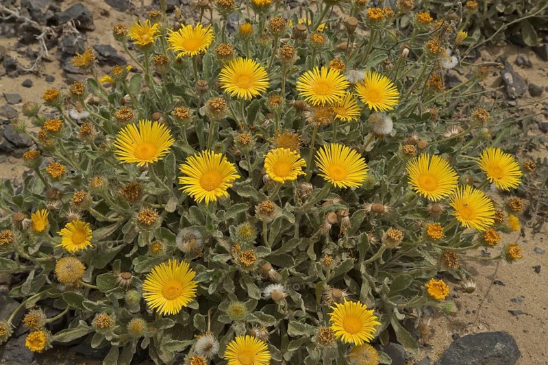 Canary fleabane