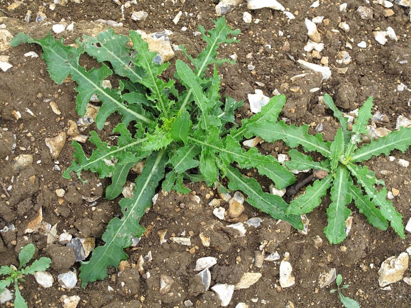 Corn sow thistle