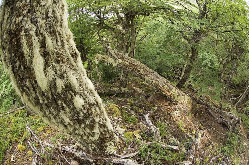 Interior of the forest habitat of the southern beech