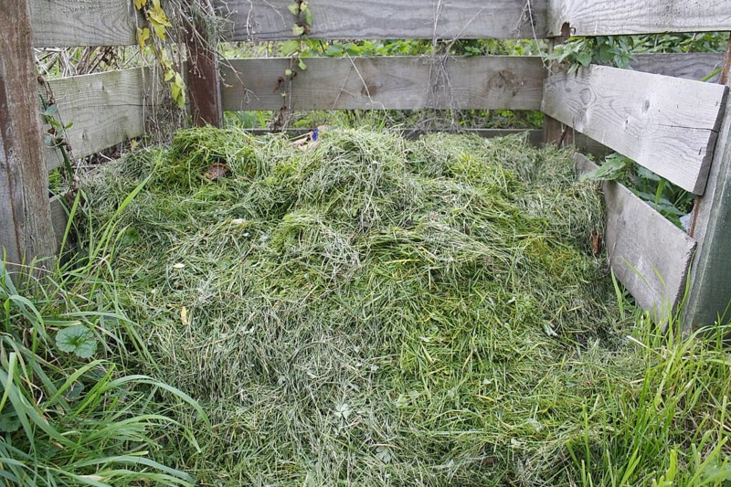 Grass cuttings on garden compost heap