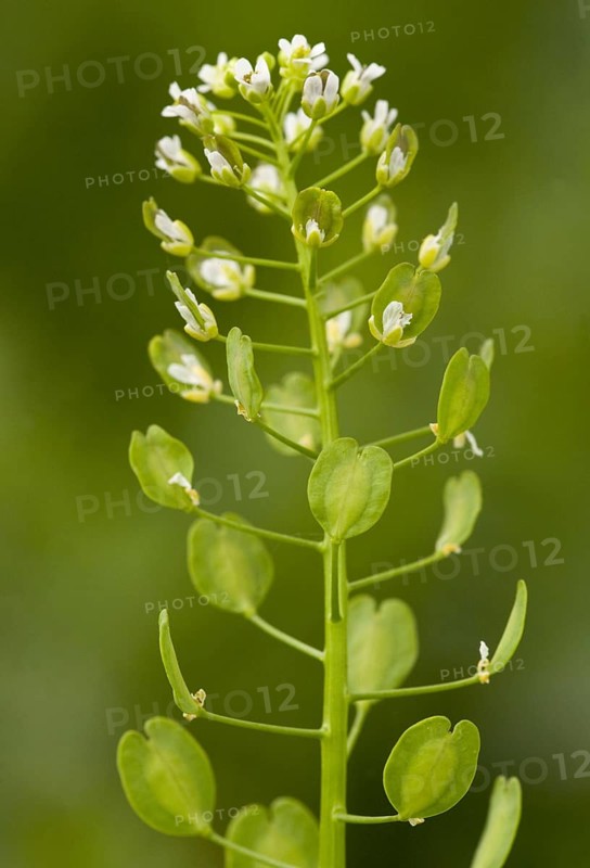 Field penny-cress
