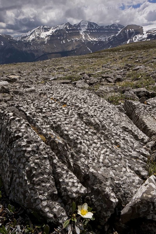 Fossilized coral in mountain rocks
