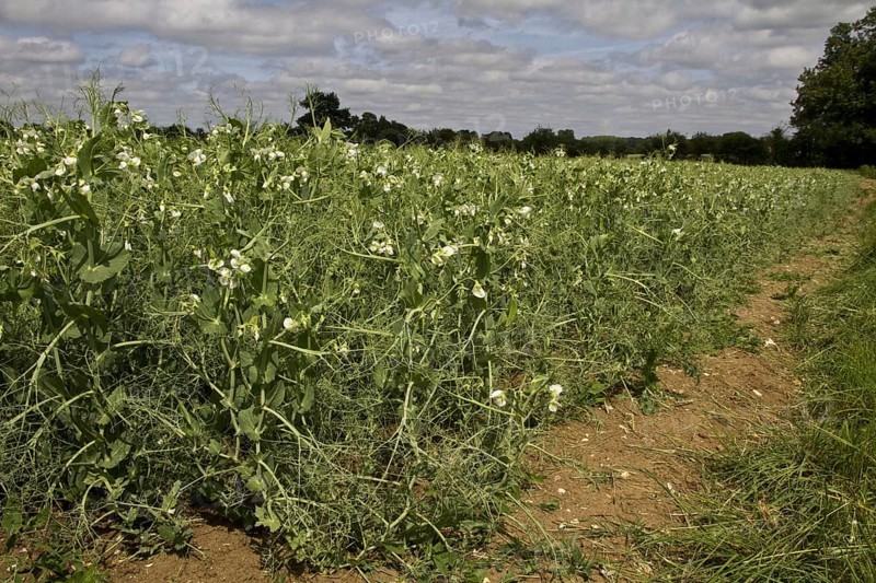 Field edge of flowering peas