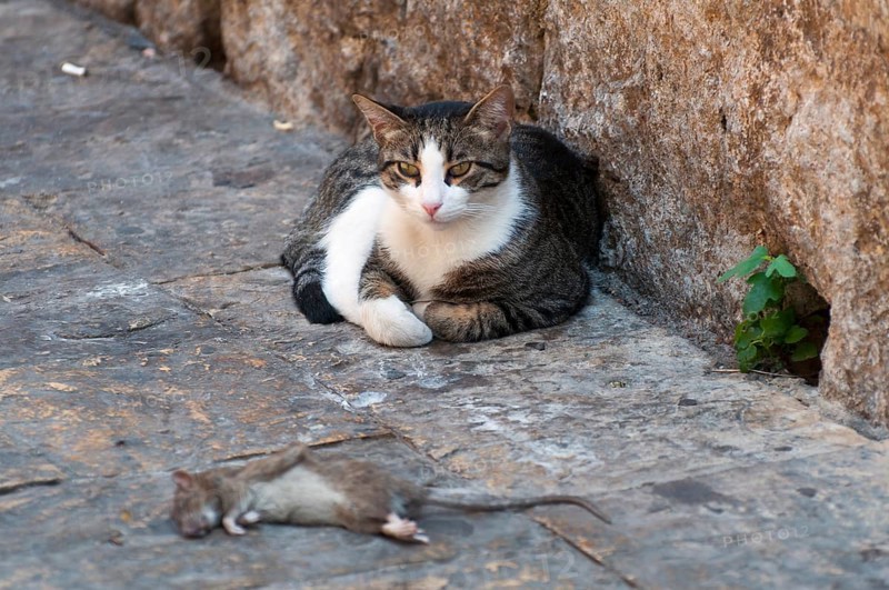 Cat and Rat