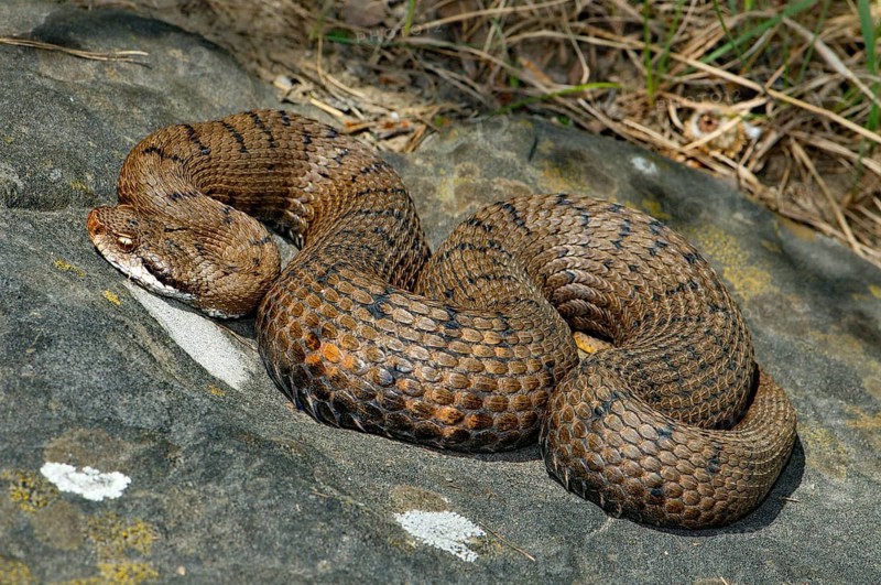 Italian Viper