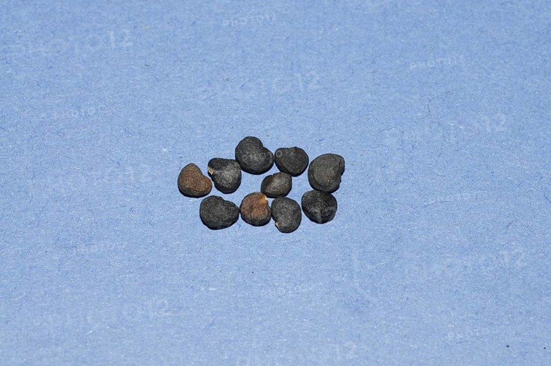 (Datura) Seed