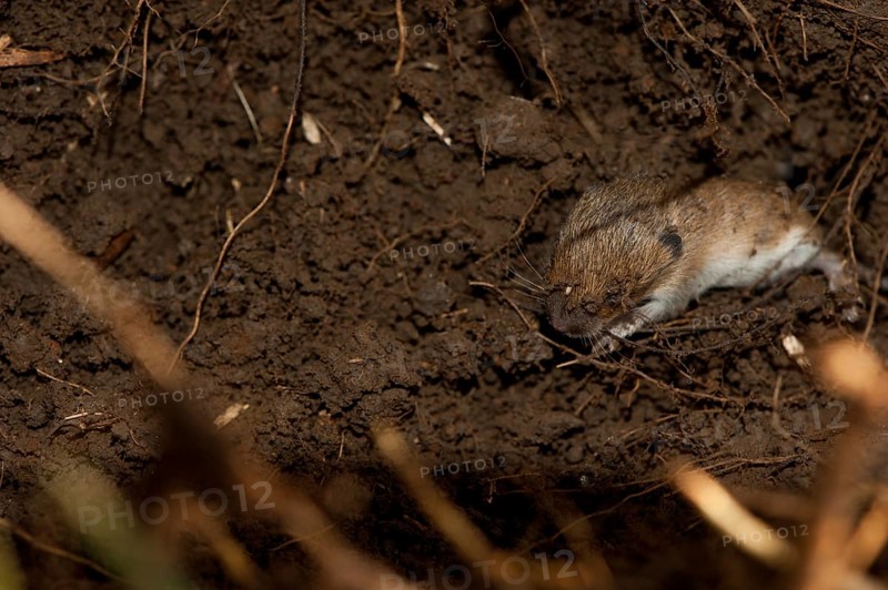 Field mouse