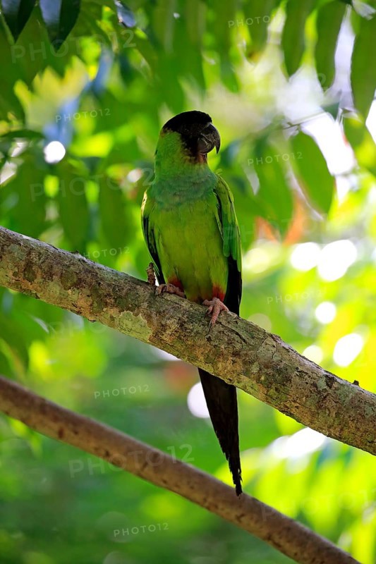 Nanday parakeet