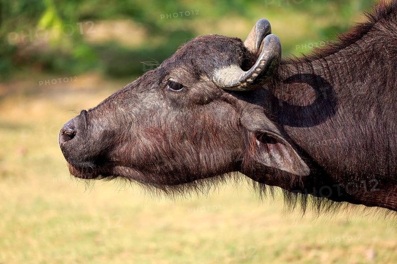 Water buffalo