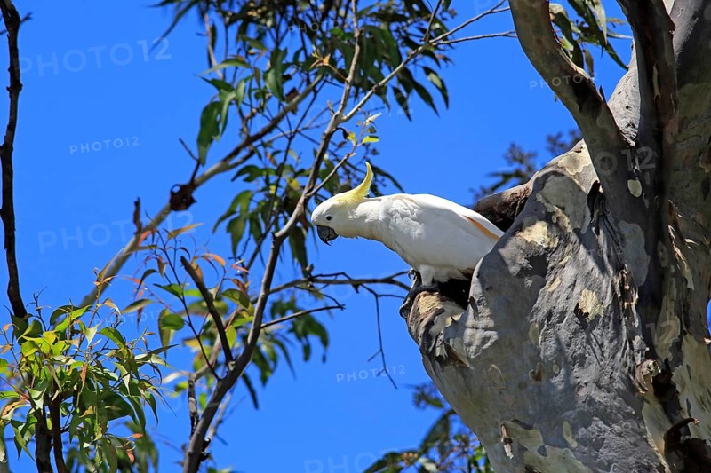 Sulphur-crested cockatoo