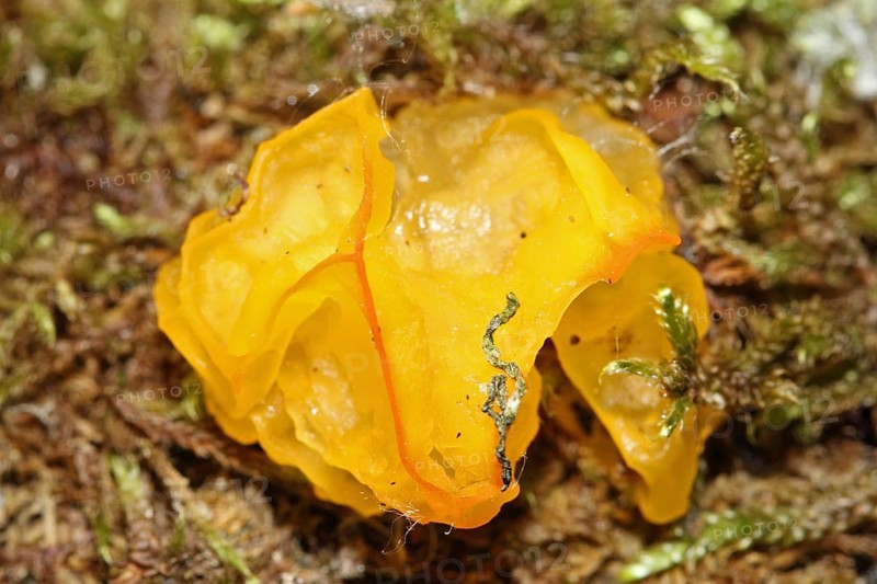 Golden yellow trembling