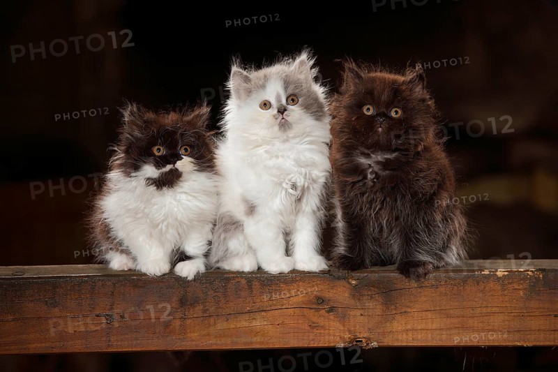 British longhair