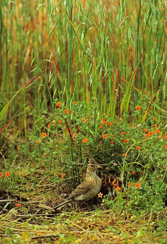 Eurasian skylark