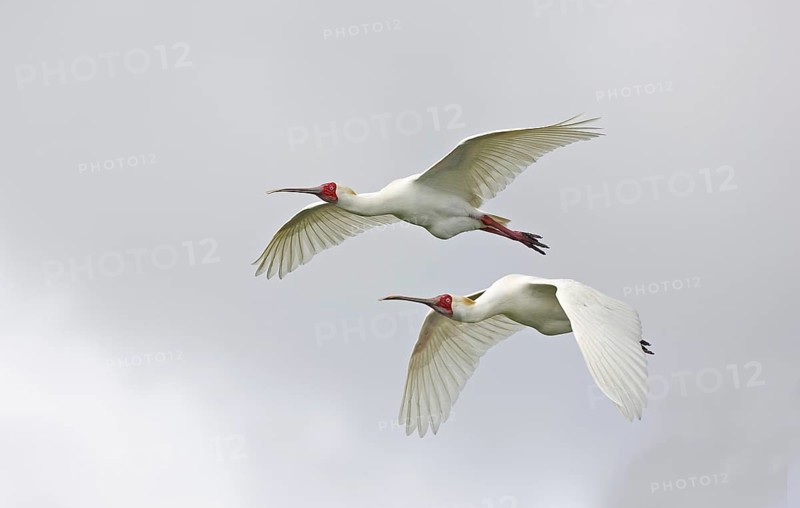 Narrow-billed Spoonbill