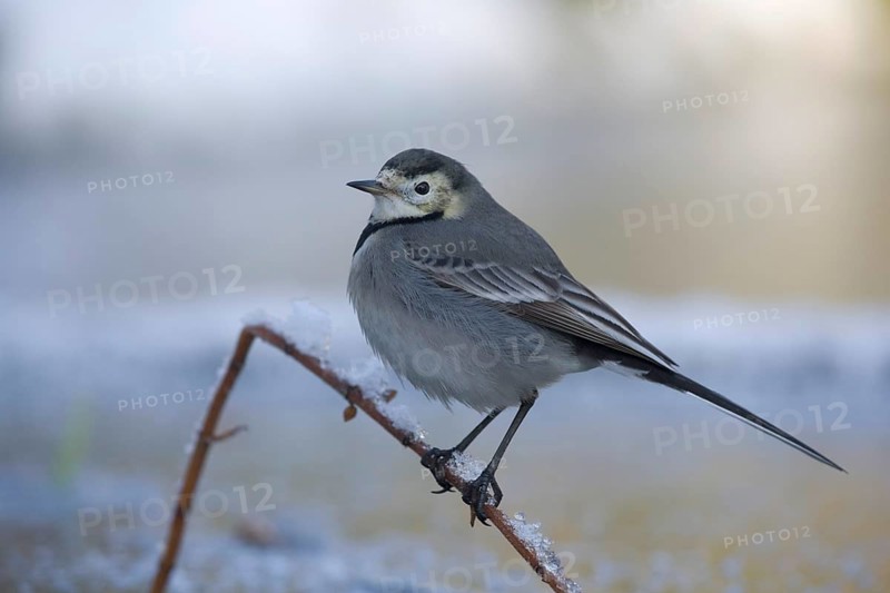 Pied Wagtail