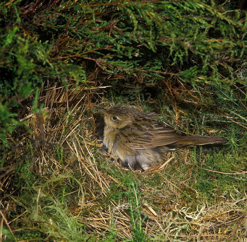 Grasshopper warbler