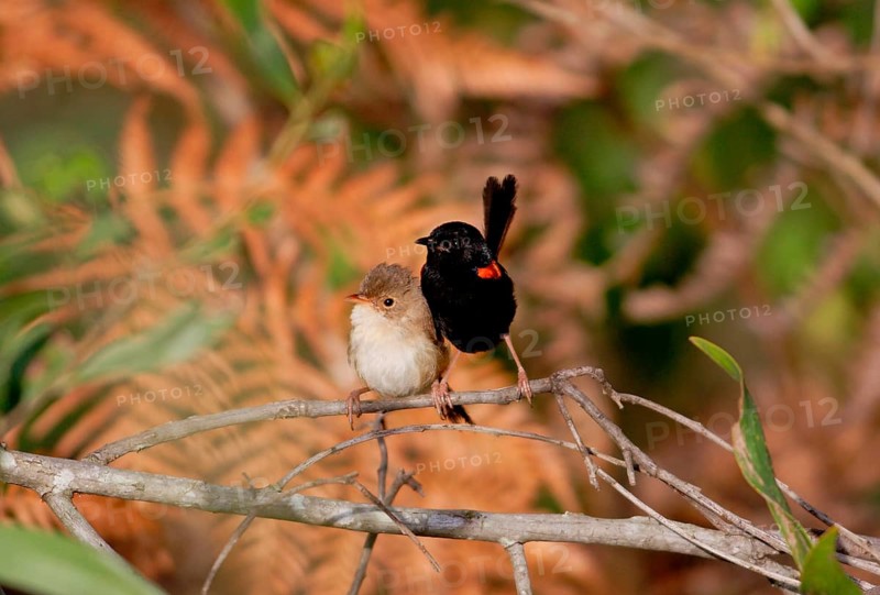 Red-backed fairywren