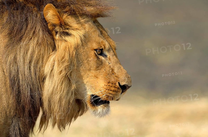 Angola lion