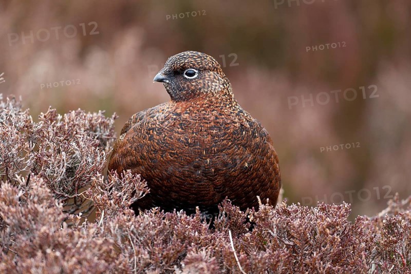 Red Grouse
