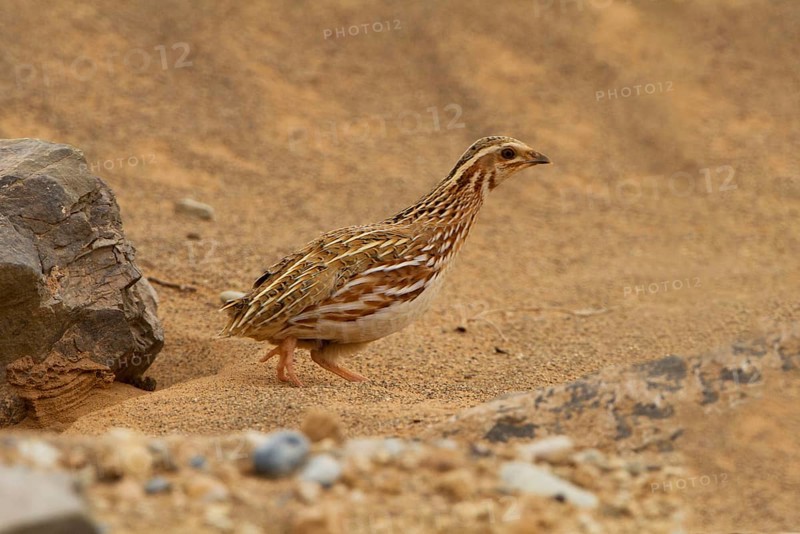 Common Quail