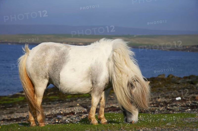 Shetland Pony