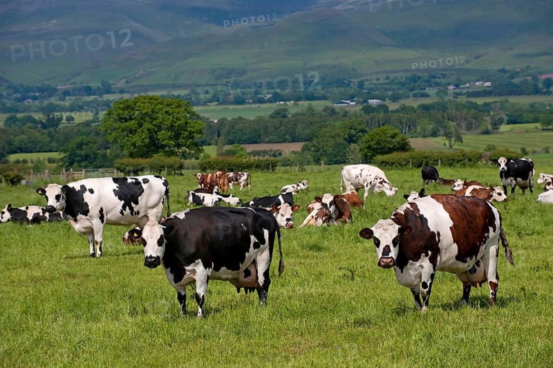 Domestic cattle