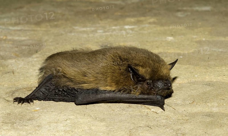 Common Pipistrelle