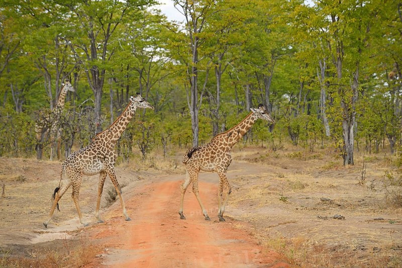 Thornicroft's Giraffe