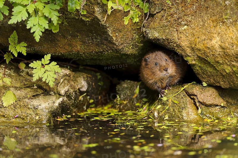 Eastern vole