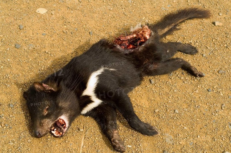 Tasmanian devil dead