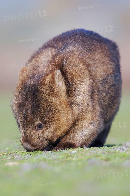 Naked-nosed wombat