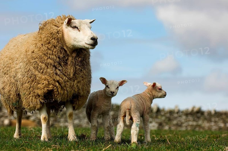 Domestic Sheep
