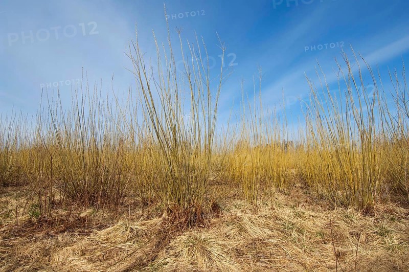 Biomass cultivation